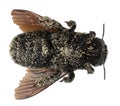 Female Carpenter bee covered with pollen grains