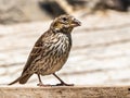 Female Cassin`s Finch