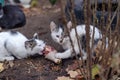 Female cat feeds her kitten chicken meat on city street. Little