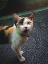 female cat with a necklace around her neck