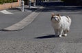 Female cat portrait down the street