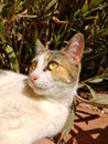 Female cat under sun light staring upwards center shot light green yelloe eyes white