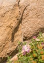Female Catalonian Wall Lizard with flowers Royalty Free Stock Photo