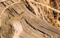 Female Catalonian Wall Lizard on log Royalty Free Stock Photo