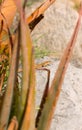 Female Catalonian Wall Lizard