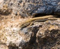 Male Catalonian Wall Lizard