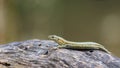 Female Catalonian Wall Lizard