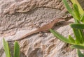 Female Catalonian Wall Lizard on wall