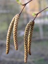 female catkins develop in spring, and leaves unfurl on Betula pendula, silver birch, warty, European white birch, or East Asian Royalty Free Stock Photo