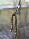 female catkins develop in spring, and leaves unfurl on Betula pendula, silver birch, warty, European white birch, or East Asian Royalty Free Stock Photo