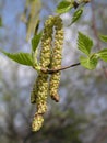 female catkins develop in spring, and leaves unfurl on Betula pendula, silver birch, warty, European white birch, or East Asian Royalty Free Stock Photo