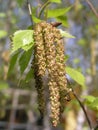 female catkins develop in spring, and leaves unfurl on Betula pendula, silver birch, warty, European white birch, or East Asian Royalty Free Stock Photo