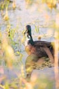 A female Cayuga duck in the backyard pond. Royalty Free Stock Photo