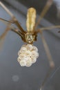 Female cellar spider with egg sac (Pholcus phalangioides). This is a spider often found in homes and apartments Royalty Free Stock Photo
