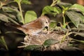 Female Cettis warbler at its nest. Malta, Mediterranean