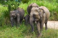 Female Ceylon elephant with baby elephants. Sri Lanka Royalty Free Stock Photo