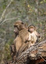 A Chacma Baboon female sitting on branch with her cute baby Royalty Free Stock Photo