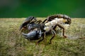 female Chaerilus Celebensis scorpion