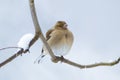 Female Chaffinch