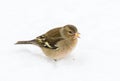 Female chaffinch bird in the snow