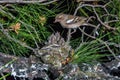 Female chaffinch feeding chicks in the nest