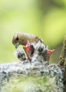 Female Chaffinch feeds its young mouthed Chicks in the nest