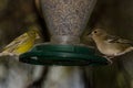 Common chaffinch and Atlantic canary in a bird feeder. Royalty Free Stock Photo