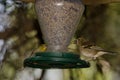 Common chaffinch and Atlantic canary in a bird feeder. Royalty Free Stock Photo