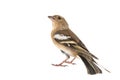 Female Chaffinch, Fringilla coelebs, isolated on white background