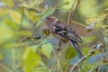 Female Chaffinch between leaves