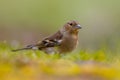 Female Chaffinch looking