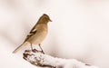 Female Chaffinch with snow