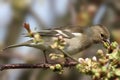 Female chaffinch perched on a branch feeding on flower buds.