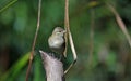 Female chaffinch perched on a log Royalty Free Stock Photo