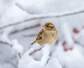 Female chaffinch sitting on a snow covered tree Royalty Free Stock Photo