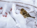 Female chaffinch sitting on a snow covered tree