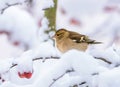 Female chaffinch sitting on a snow covered tree Royalty Free Stock Photo