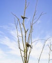 Female chaffinches perched on leafless branches against a blue sky Royalty Free Stock Photo