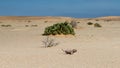 Female chamaleon in the Namib desert Royalty Free Stock Photo