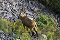 Female chamois Royalty Free Stock Photo