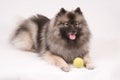 Female Champion Keeshond Royalty Free Stock Photo