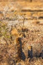 A female cheetah ( Acinonyx Jubatus) with cub sitting in the golden light of dusk, Onguma Game Reserve, Namibia. Royalty Free Stock Photo