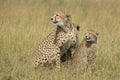 Female Cheetah (Acinonyx jubatus) with cubs South Africa Royalty Free Stock Photo