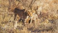 A female cheetah ( Acinonyx Jubatus) with cubs walking in spectacular light, Onguma Game Reserve, Namibia. Royalty Free Stock Photo