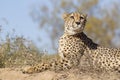 Female Cheetah (Acinonyx jubatus) lying on a termite mound, South Africa