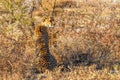 A female cheetah ( Acinonyx Jubatus) searching for prey in the golden light of dusk, Onguma Game Reserve, Namibia. Royalty Free Stock Photo