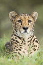 Female Cheetah (Acinonyx jubatus) South Africa