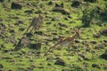 Female cheetah chases impala down rocky hillside Royalty Free Stock Photo