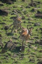 Female cheetah chases impala down rocky slope Royalty Free Stock Photo