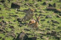 Female cheetah chases female impala over rocks